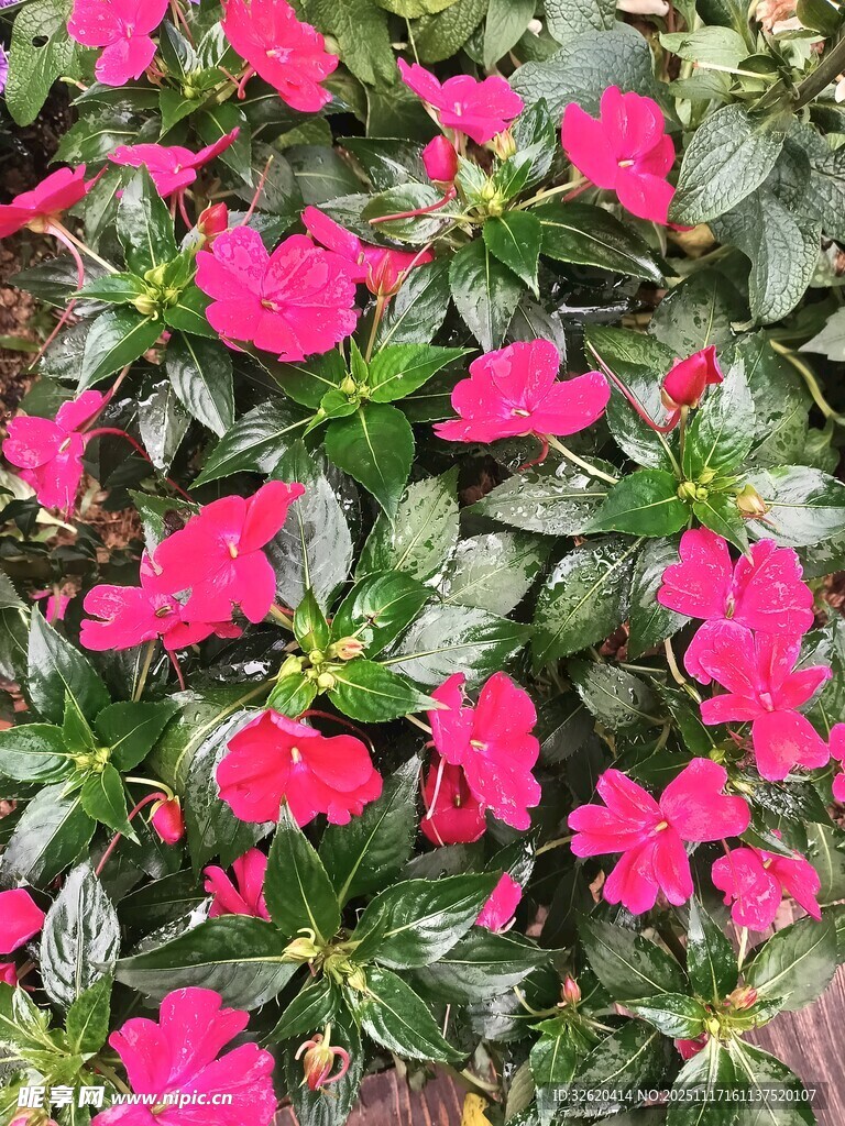 鲜艳玫红花朵与绿叶交织