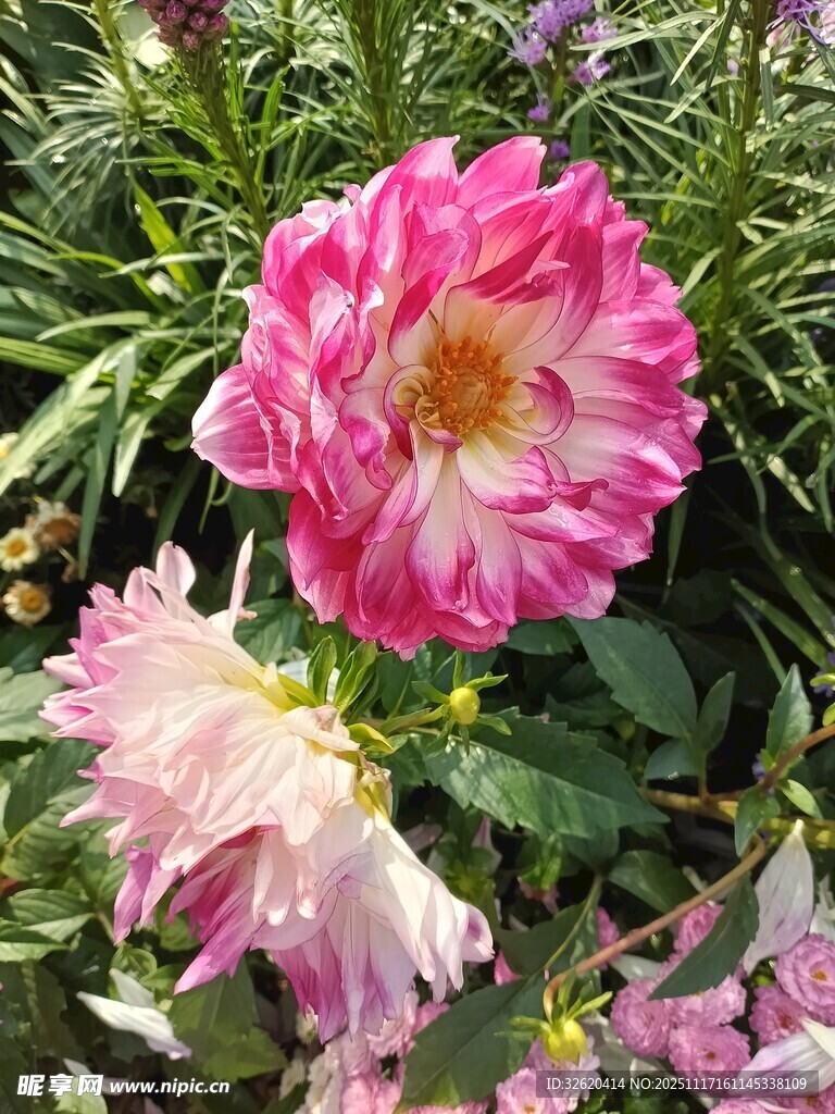 娇艳双色月季花绽放