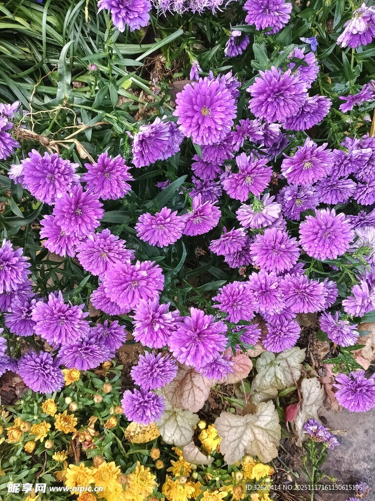 紫色花卉绽放生机