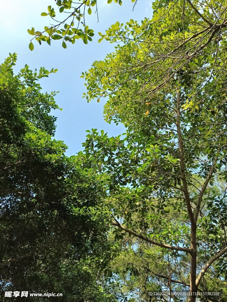 林间绿意