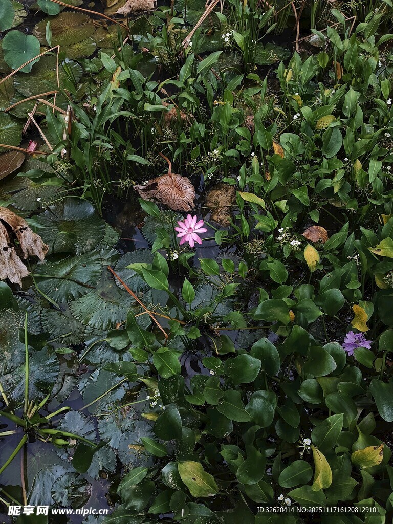 绿叶丛中的娇艳小花