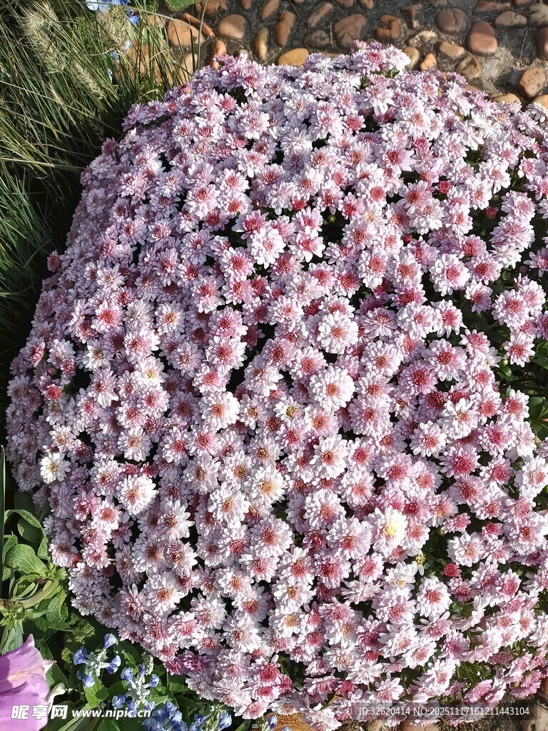 球状粉白花卉