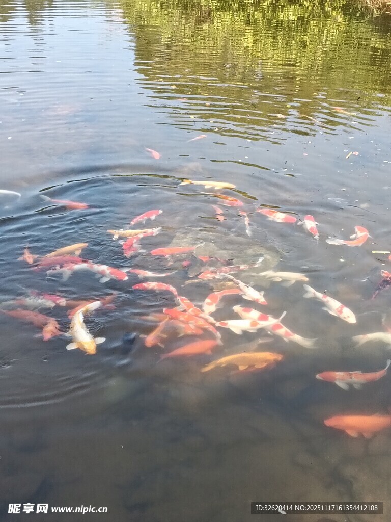 池塘中游动的多彩锦鲤