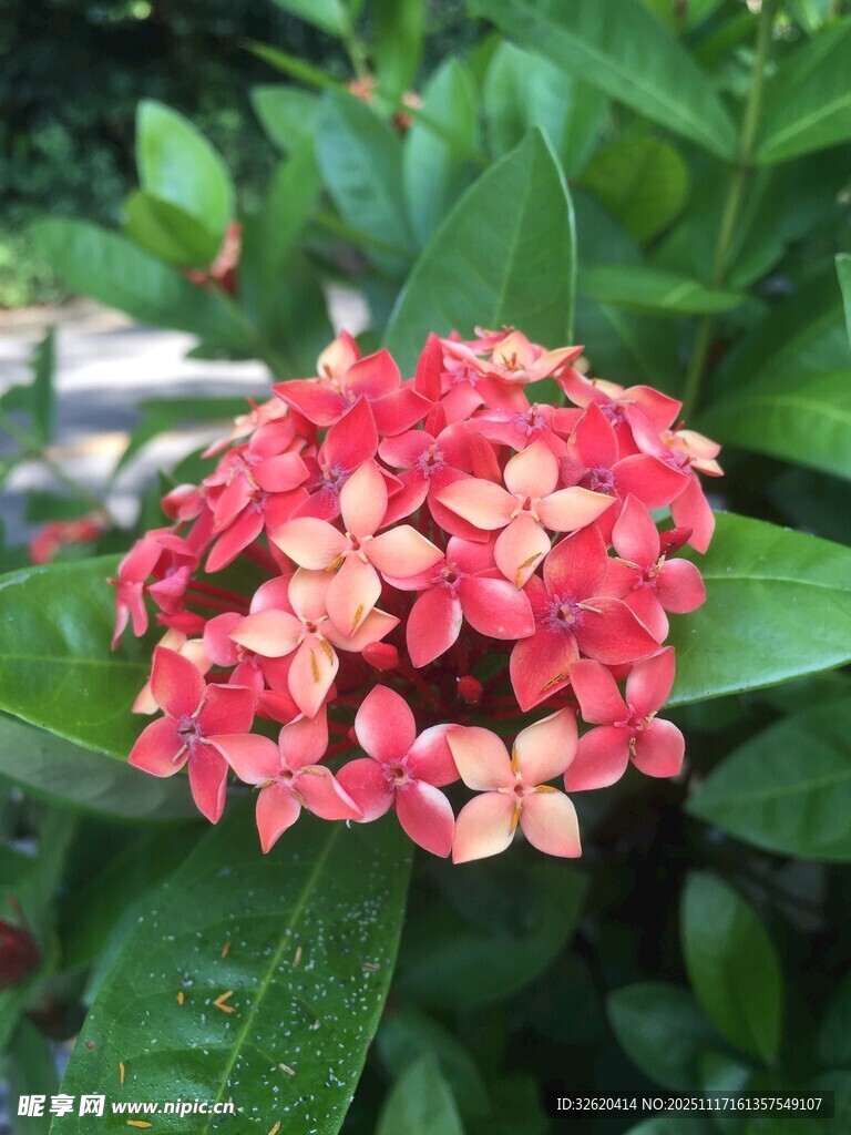 鲜艳龙船花绽放绿叶间