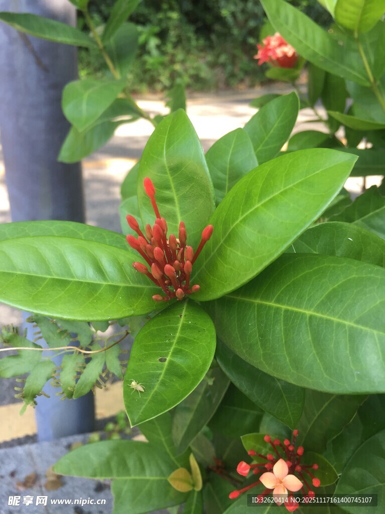 绿叶红花的美丽植物