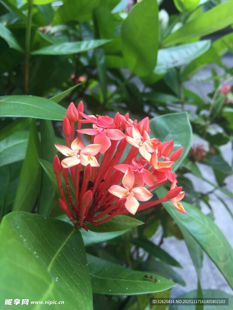 鲜艳龙船花绽放绿叶间