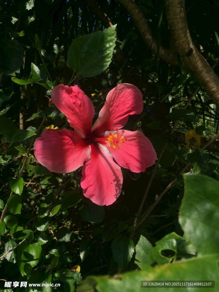 娇艳红扶桑花绽放