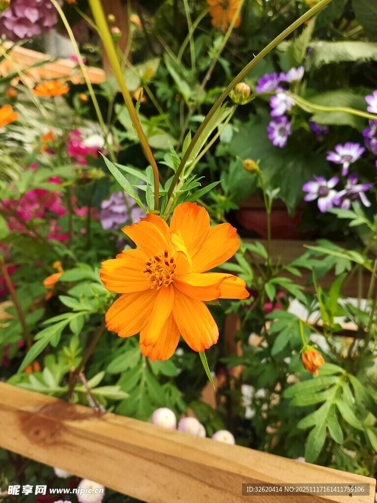花园中的艳丽橙色花朵