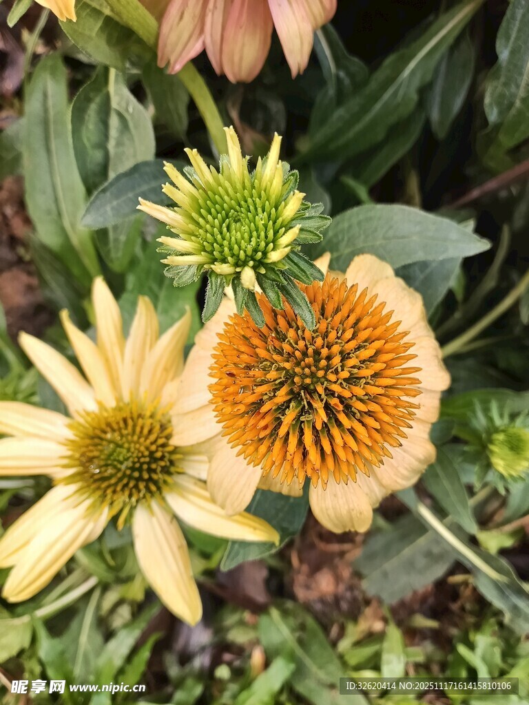 美丽绽放的多彩松果菊