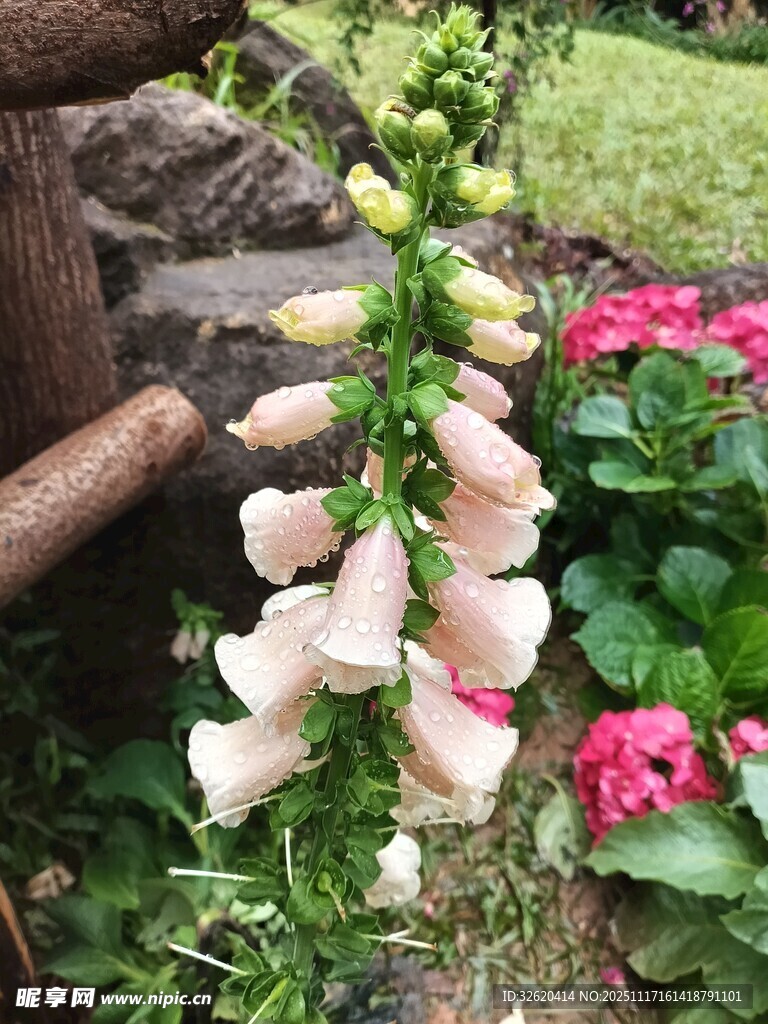垂挂毛地黄花枝摇曳