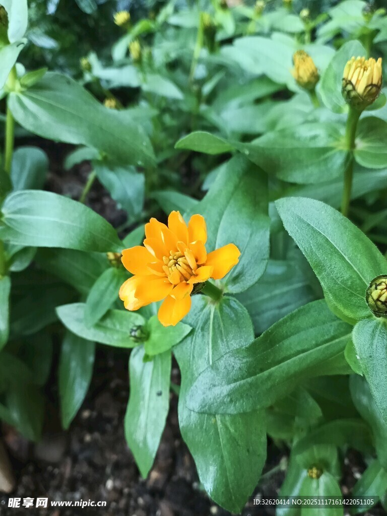 黄色小花绽放绿叶间