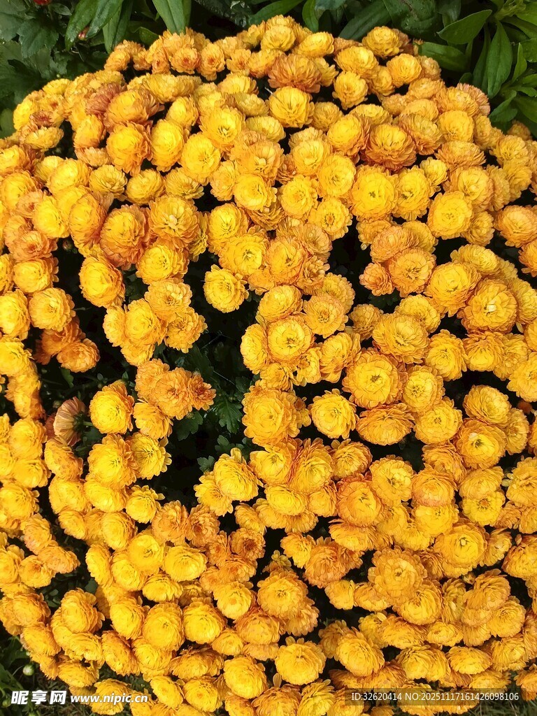 黄色蓍草花