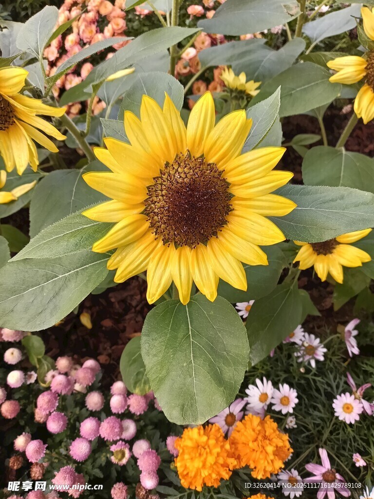 多彩花丛中的灿烂向日葵