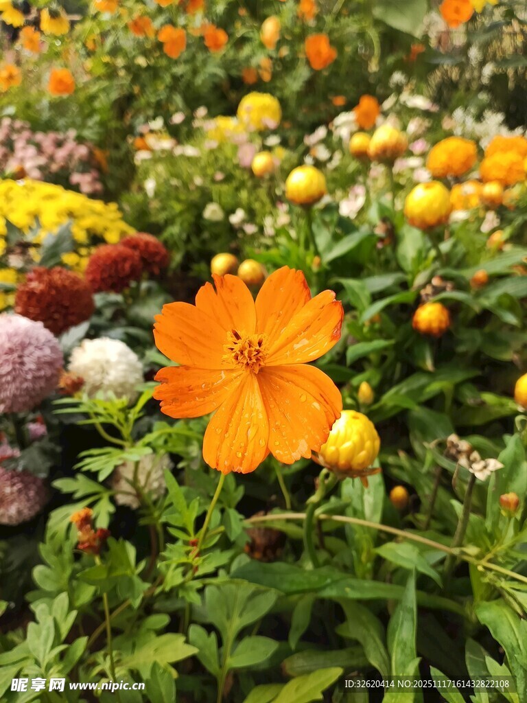 多彩花丛中的艳丽花朵
