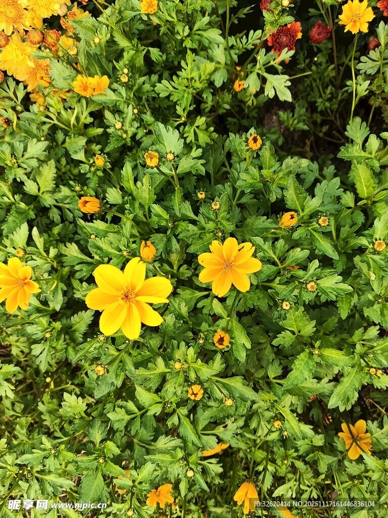 绽放的黄色小花