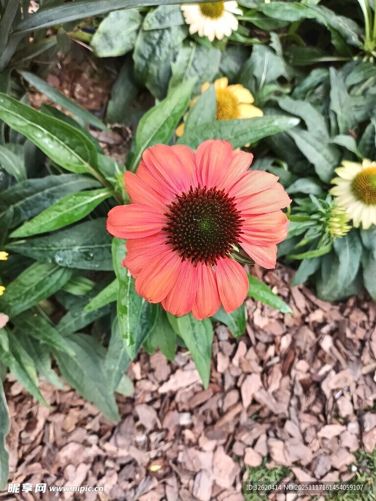 娇艳绽放的橙红色花朵
