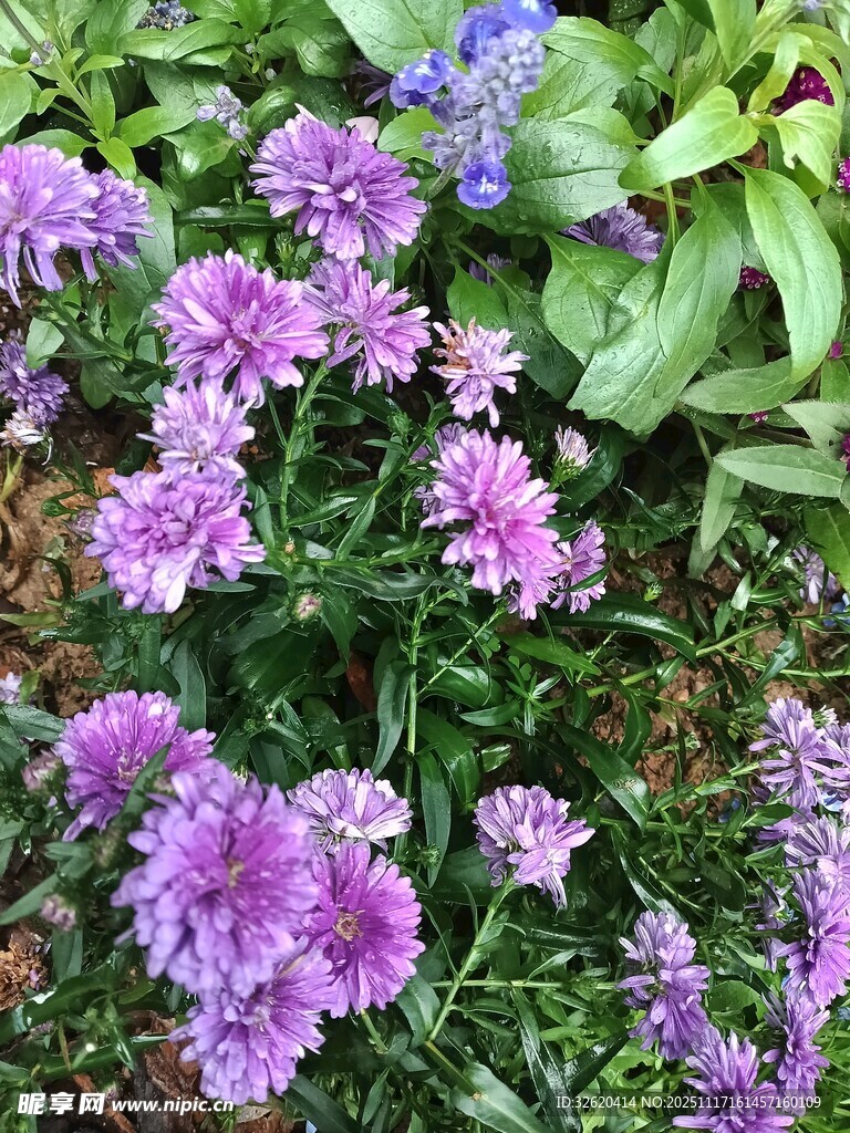 紫色花卉绽放于绿叶间