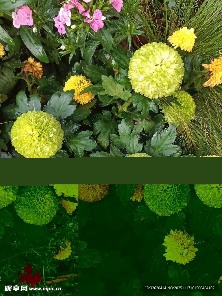 多彩花卉与水中倒影