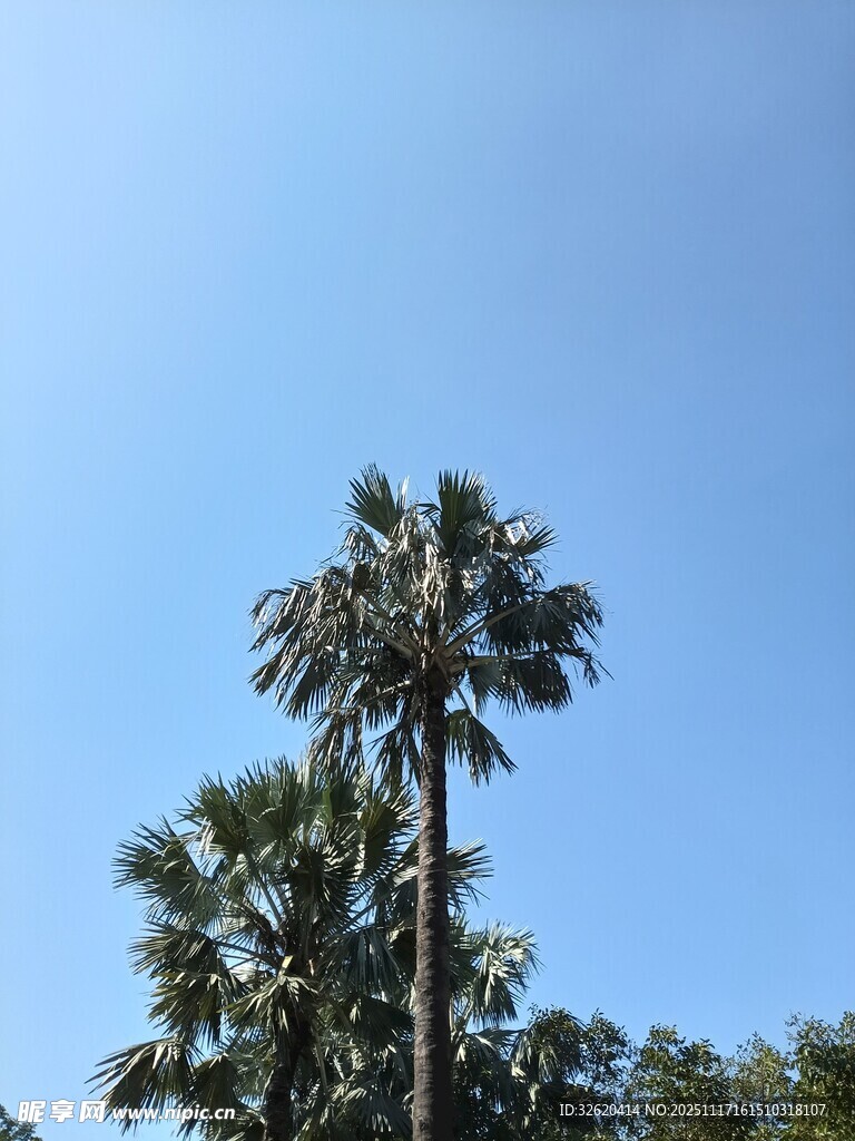 蓝天映衬下的高大棕榈树