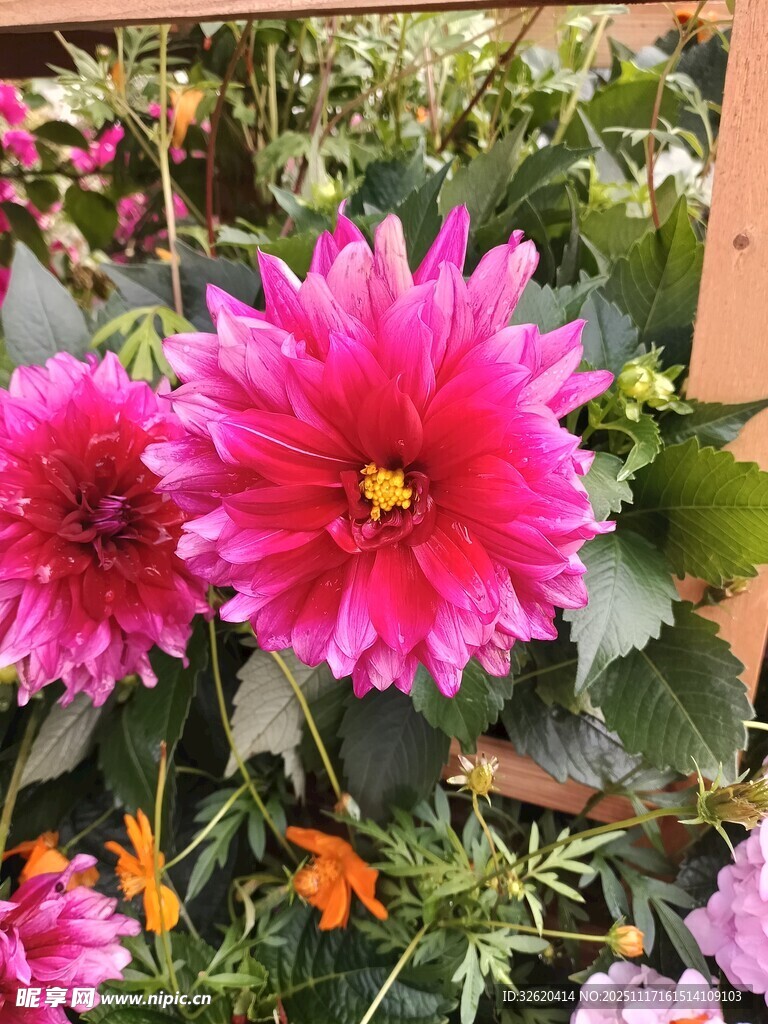 娇艳大丽花绽放
