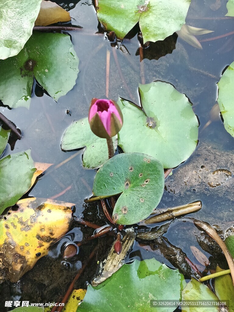 水中绽放的娇艳荷花