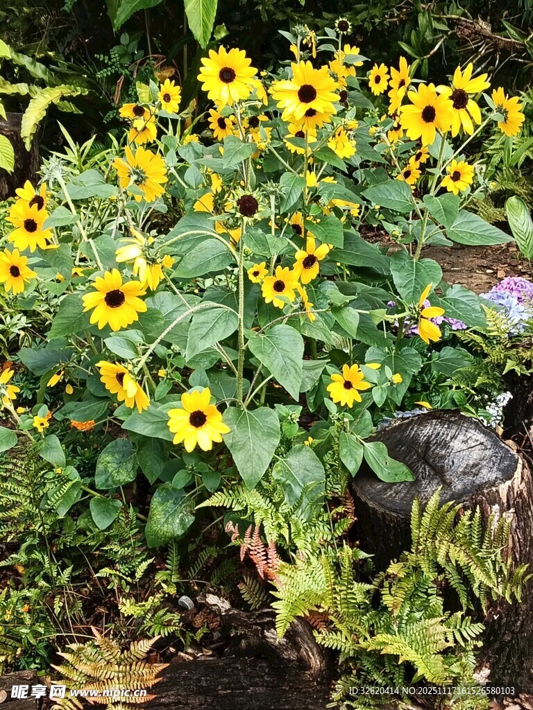 绽放的黄色花朵植物景观