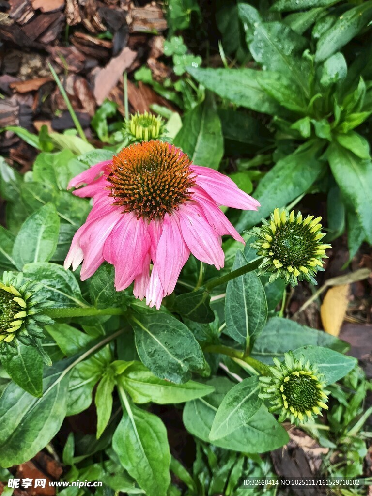 娇艳紫松果菊绽放绿叶间