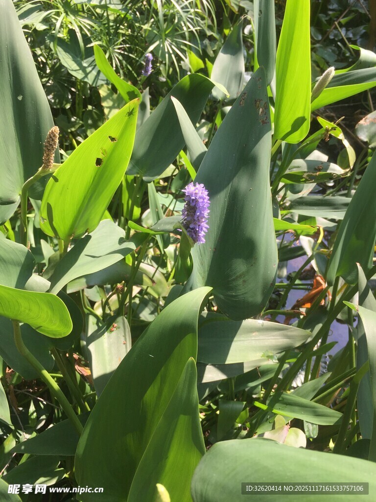 紫色花朵绽放