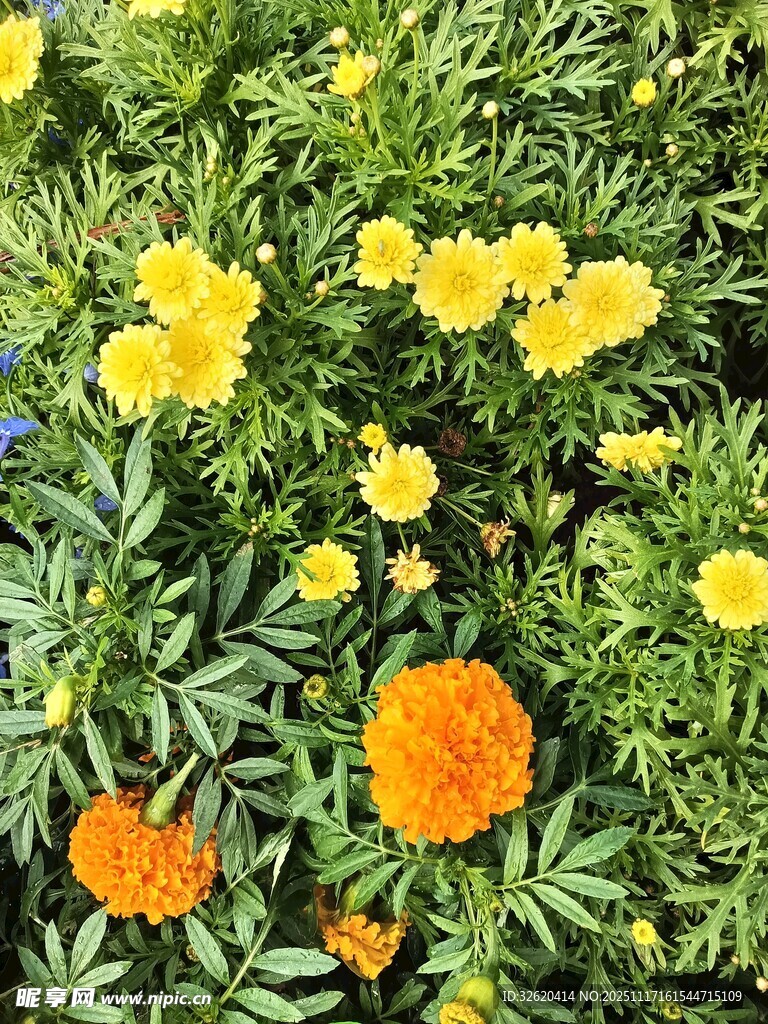 多彩万寿菊绽放生机