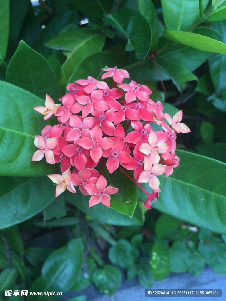 粉红繁星花绽放绿叶间