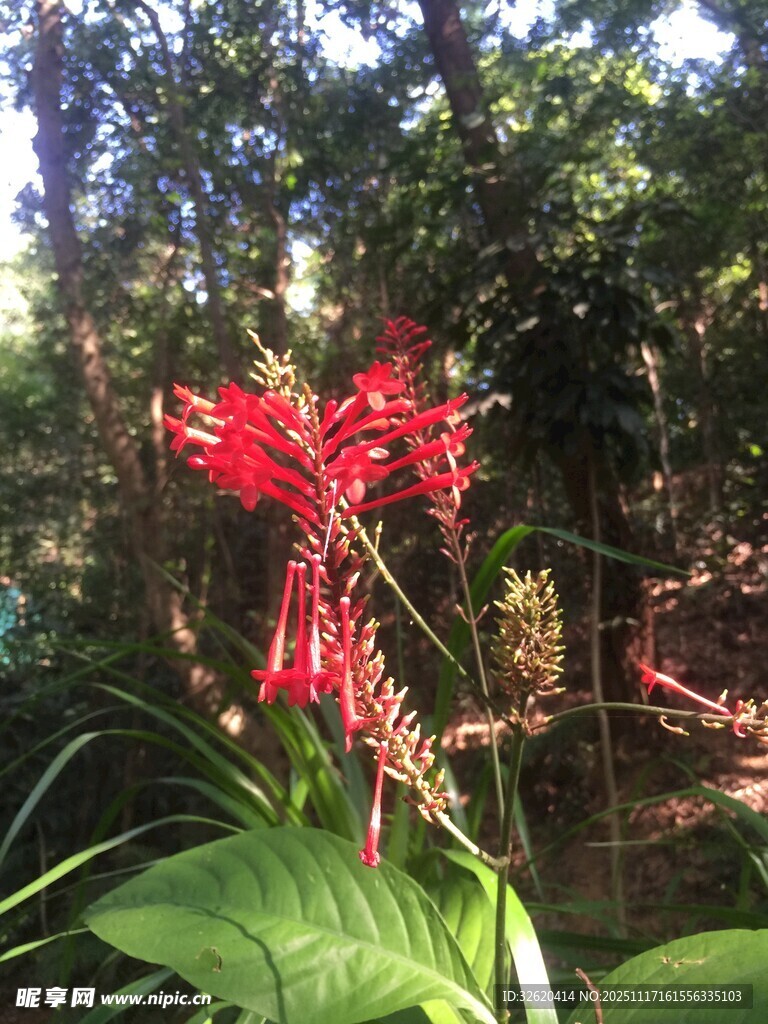 艳丽红花绽放于绿叶间