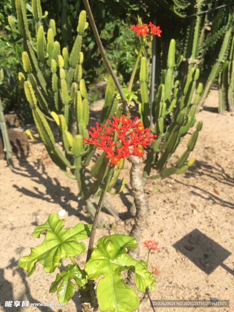 沙漠中绽放的艳丽仙人掌花