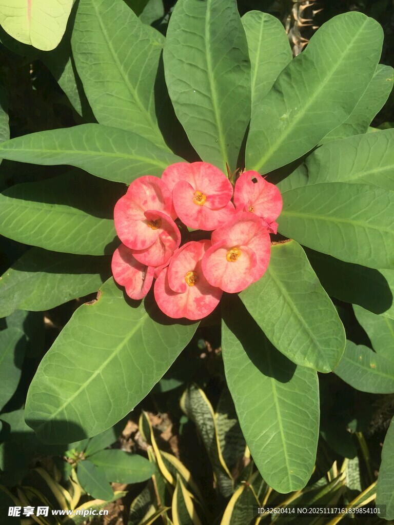 娇艳虎刺梅绽放绿叶间