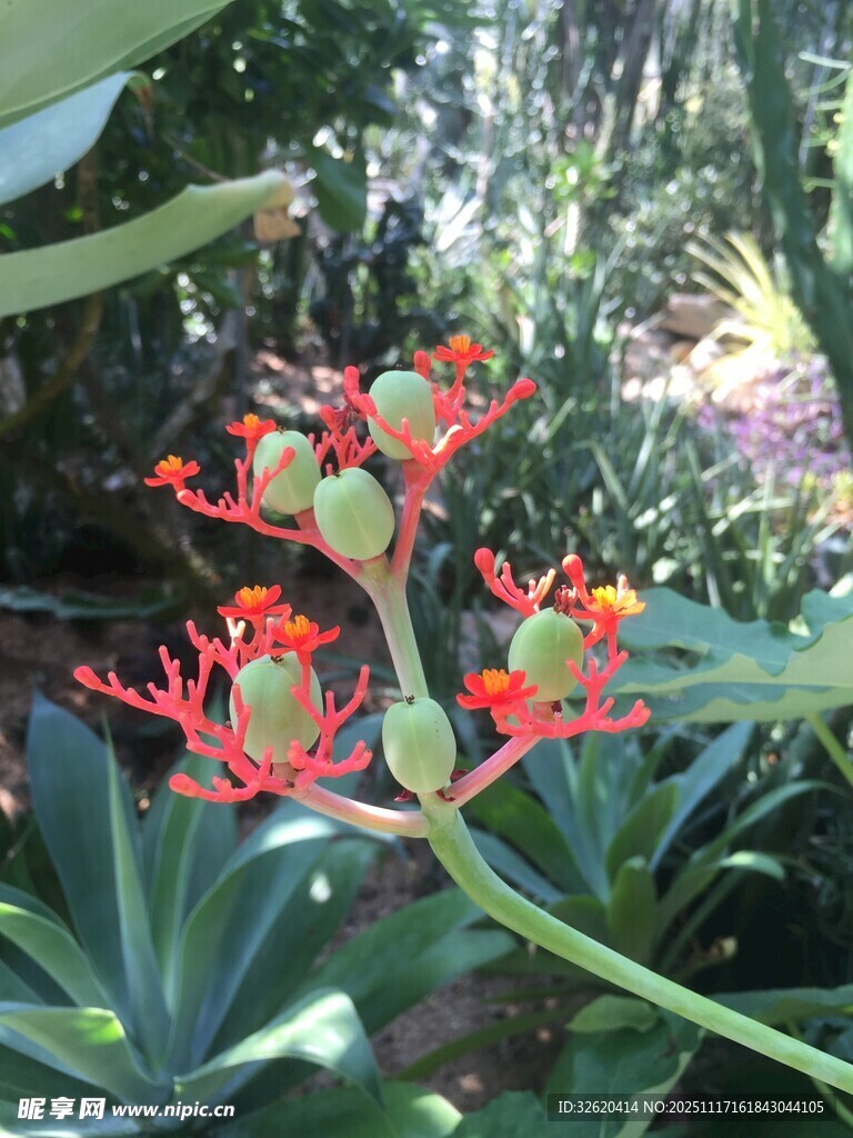艳丽红蕊配青果的植物