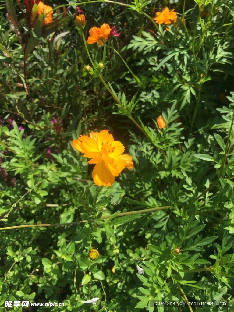 绽放的橙色花朵