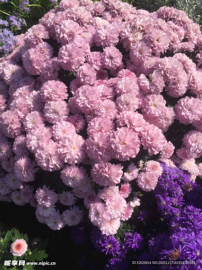 粉紫花卉簇拥美景