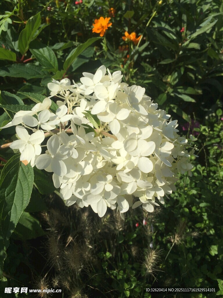 白色绣球花绽放于绿植间