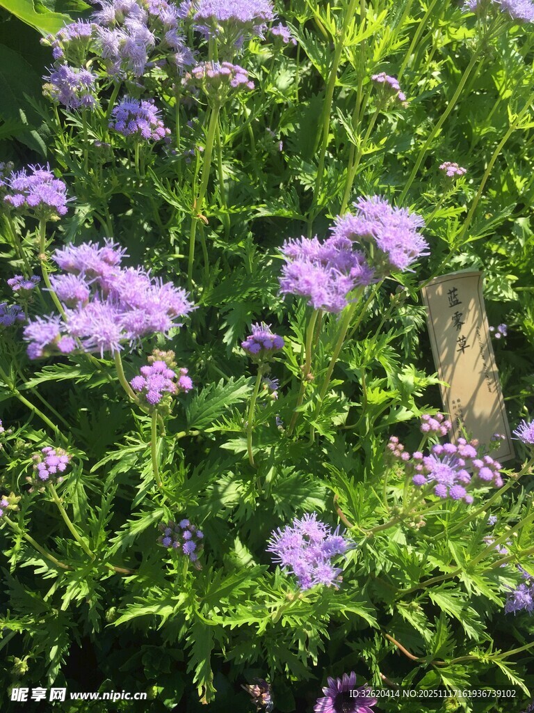 紫色花丛中的美丽蝴蝶