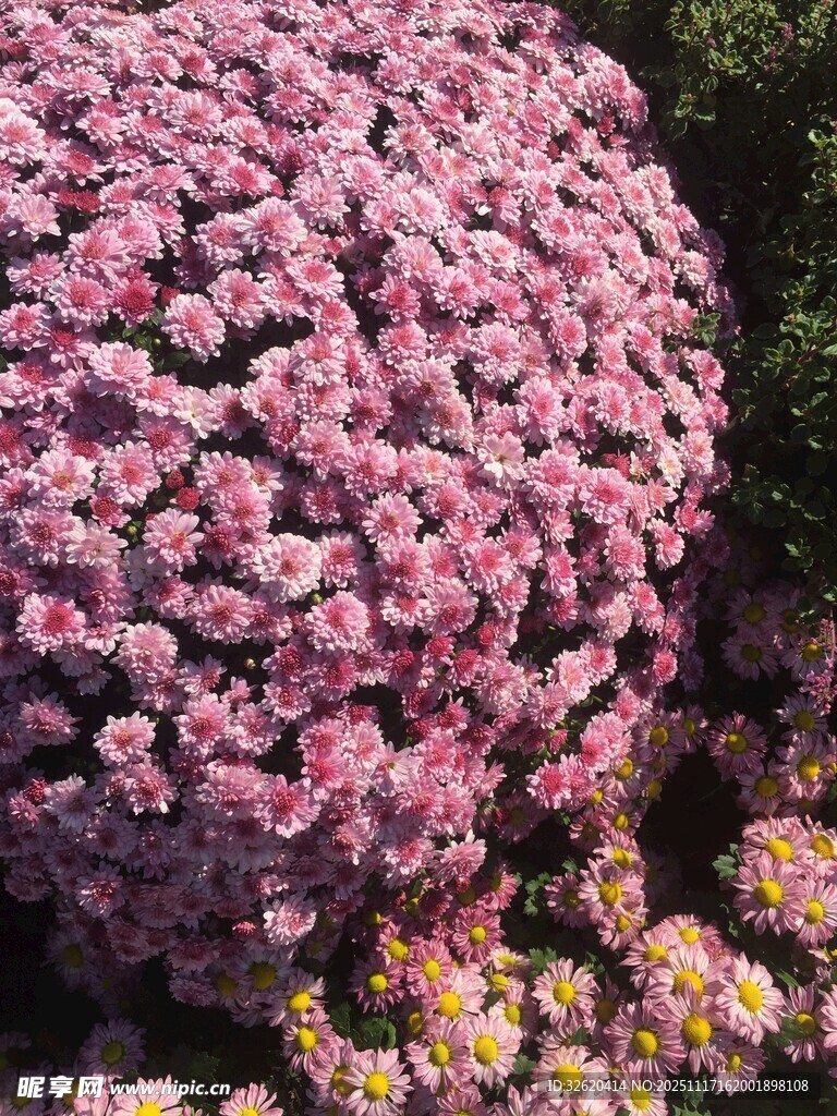 粉色繁花球状植物景观