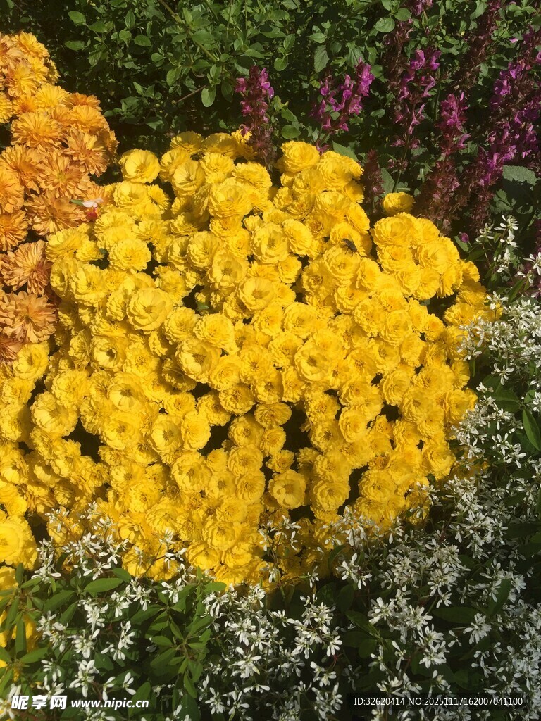 艳丽黄色花朵绽放