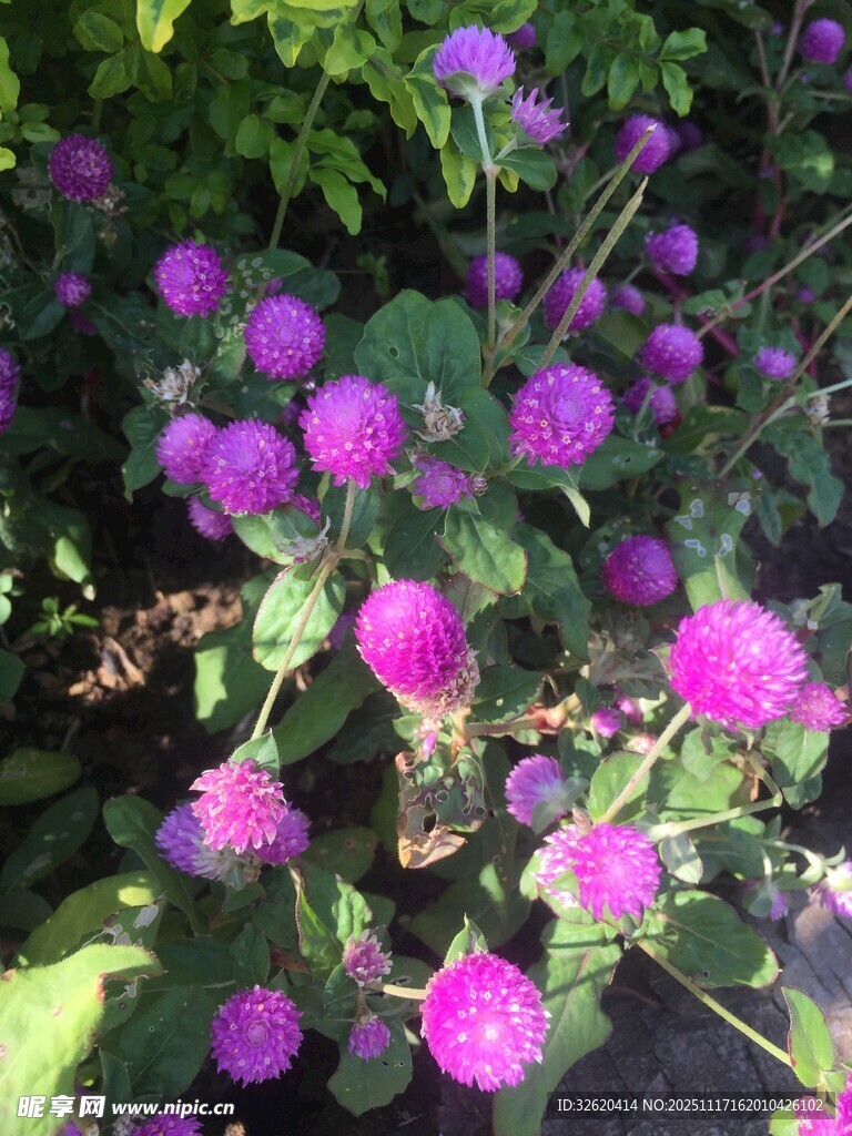 紫色球状花卉绽放美景