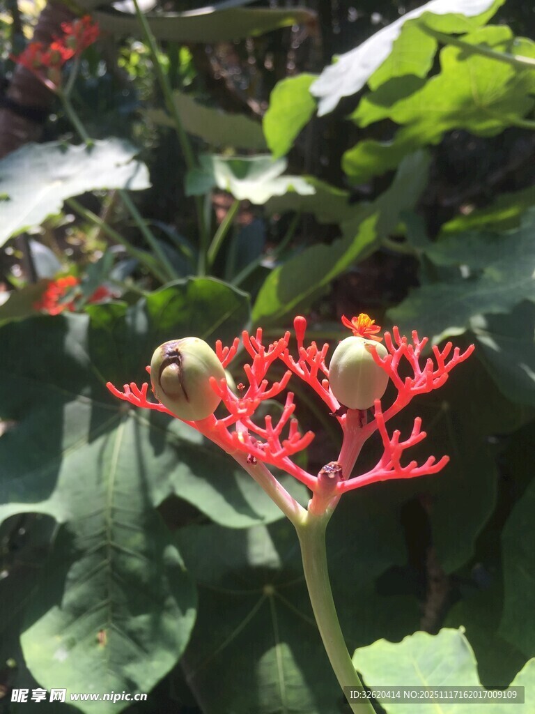 红须植物上的奇特果实