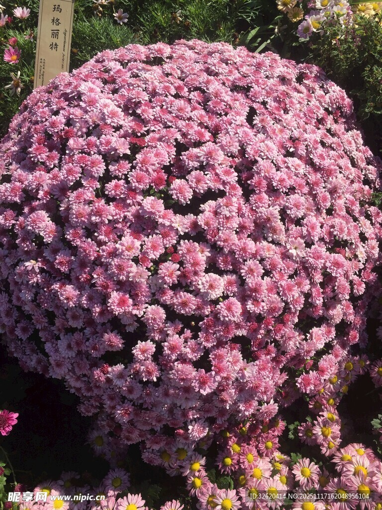 球状紫菊绽放