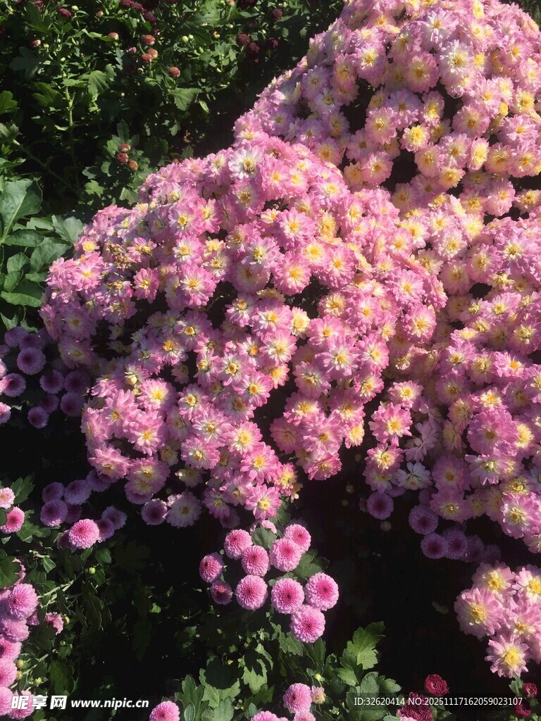 粉色菊花