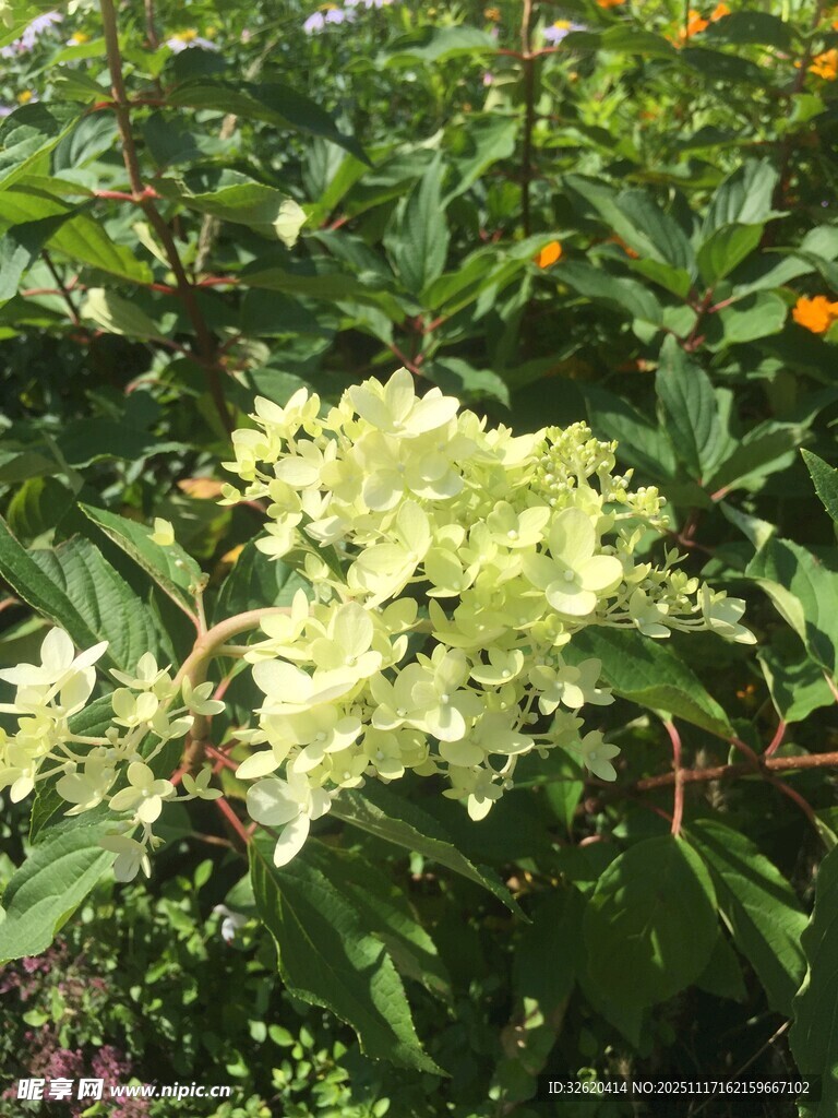 清新绣球花