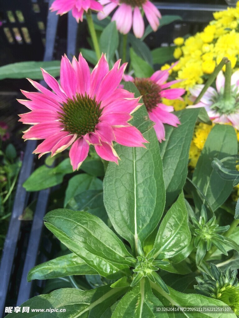 娇艳粉色松果菊绽放