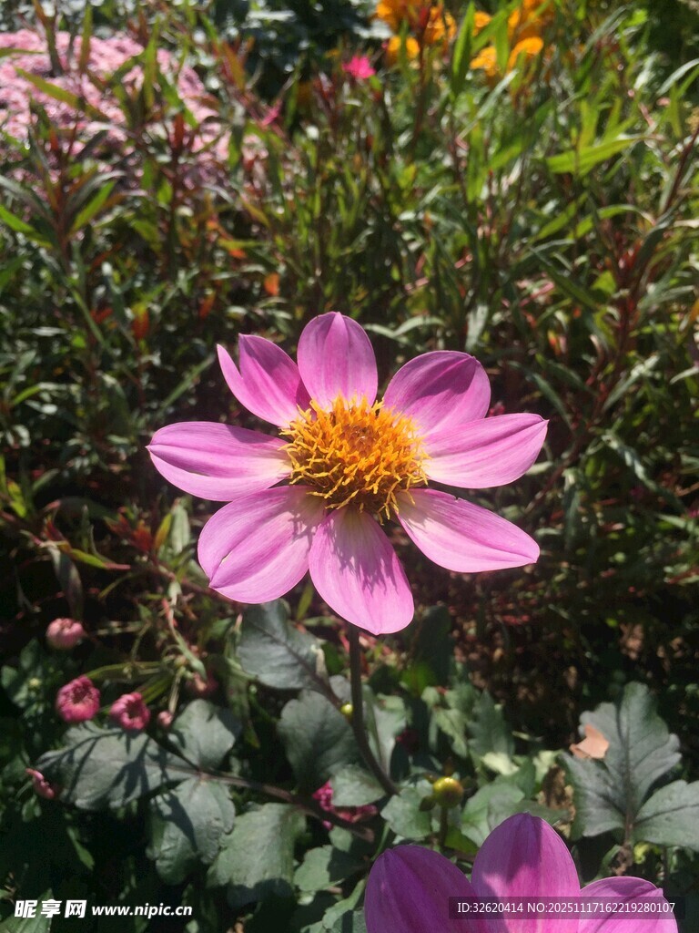 娇艳绽放的粉色花朵