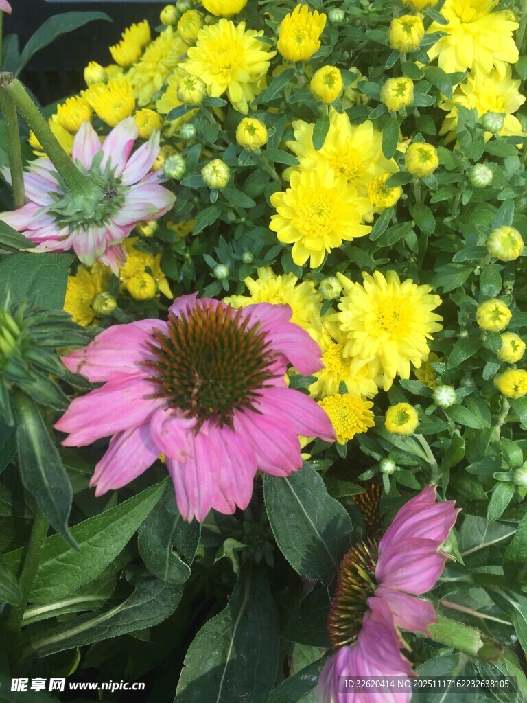 多彩花卉绽放生机