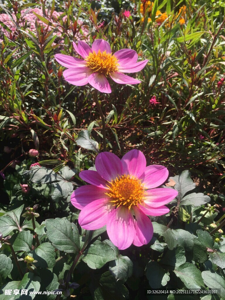 两朵娇艳绽放的美丽花朵