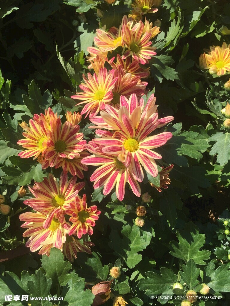 多彩菊花绽放于绿叶间